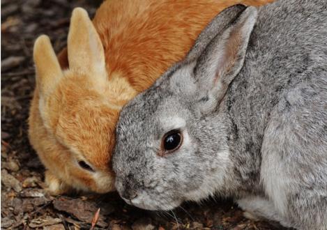 Разведение кроликов как бизнес — выгодно ли
