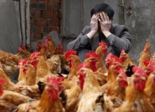 Ekspertai paaiškina paukščių gripo protrūkius Rusijoje