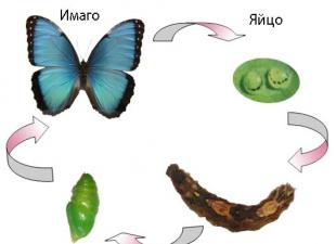 Drugelių veisimas namuose: ką reikia žinoti, veisimo ypatybės, patarimai pradedantiesiems Verslo planas tropinių drugelių veisimui